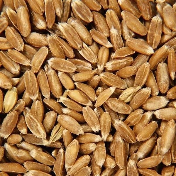 Doudou Bouillotte épeautre Efie Coton Organic Ours Brun39 Cm - Doudou Bio Naturel Efie 6 Doudou Bouillotte épeautre Efie Coton Organic Ours Brun39 Cm - Doudou Bio Naturel Efie – Image 4