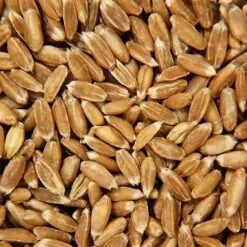 Doudou Bouillotte Graine D’épeautre Efie® Poulette Colorée 23 Cm Vegan Coton Bio - Bouillotte Bio Efie -Peluche Jouets Magasin doudou bouillotte graine depeautre efie poulette coloree coton bio bouillotte bio efie 3